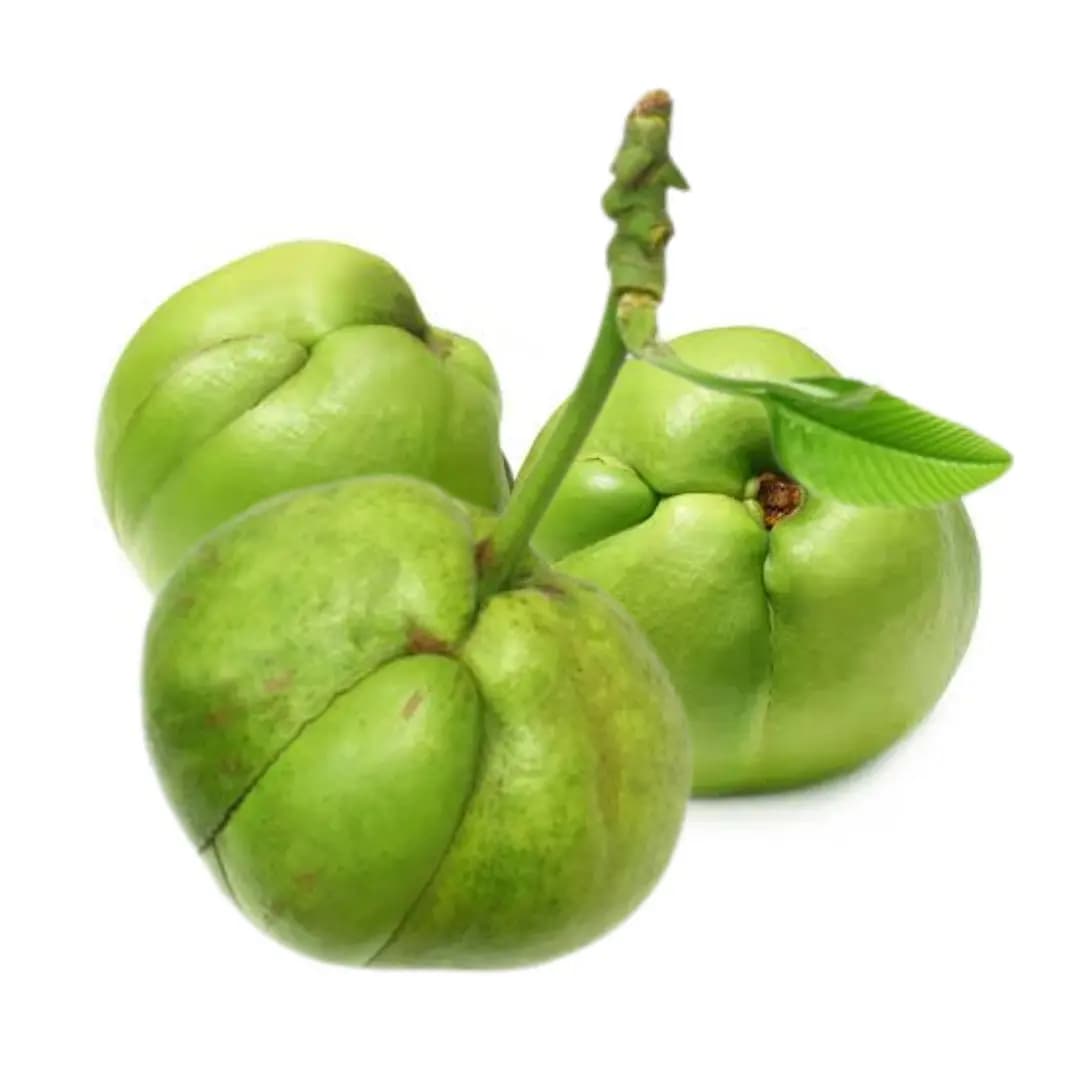 Elephant Apple (Chalta) 