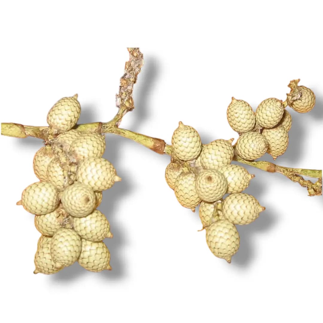 Calamus Erectus (Betfol) 